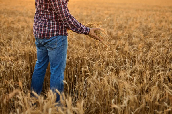 Man His Back Viewer Field Wheat Touched Hand Spikes Sunset — Fotografia de Stock