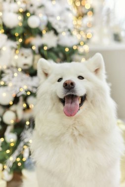 Noel köpeği Samoyed. Noel, kış konsepti. Samoyed köpeğiyle Noel tebrik kartı. Mutlu yıllar..