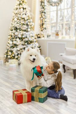 Noel kızı kucak köpeği Samoyed. Noel, kış ve insanlar konsepti. Noel tebrik kartı. - Mutlu yıllar. Evde yeni yıl.