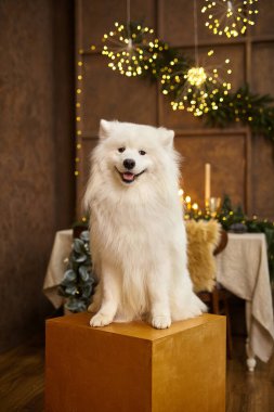 Noel köpeği Samoyed. Noel, kış konsepti. Samoyed köpeğiyle Noel tebrik kartı. Mutlu yıllar..