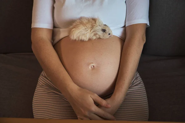 Zwangerschap Huisdieren Pluizige Hamster Zittend Zwangere Vrouw Buik — Stockfoto