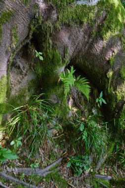 Derin yosunlu ağaç gövdesine yakın çekim, yemyeşil eğreltiotları ve içinde büyüyen otlar, nemli orman zeminleri ve kökleri ile çevrili, yumuşak gün ışığında sakin ormanlık mikro-manzara
