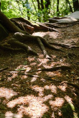 Yosun zeminine yayılan eski ağaç köklerinin yakın çekimi ve sık kayın ormanlarında çam iğneleri, yeşil gölgeliklerden süzülen güneş ışığı, yaz aylarında sakin orman detayları.