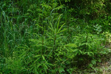 Genç fidan fidanı Picea vahşi Karpat çayırlarında yetişen abiler, çimenlerin ve kır çiçeklerinin arasında taze yeşil iğneler, doğanın yenilenmesinin ve korunmasının sembolü.