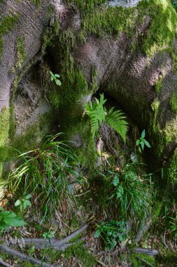 Derin yosunlu ağaç gövdesine yakın çekim, yemyeşil eğreltiotları ve içinde büyüyen otlar, nemli orman zeminleri ve kökleri ile çevrili, yumuşak gün ışığında sakin ormanlık mikro-manzara