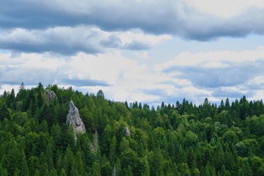 Kayalık uçurum kenarından manzara manzarası: Aşağıdaki derin vadiyi dolduran yoğun yeşil kozalaklı orman, önplanda pürüzlü kayalar ve kır çiçekleri, uzak tepeler üzerinde parçalı bulutlu gökyüzü