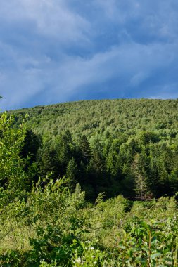 Bereketli yeşil bir çayırın dramatik bir gökyüzü altında yoğun bir kozalaklı ormana dönüşmesinin manzarası. Bu sakin manzara dokunulmamış doğa ve eko-turizmin güzelliğini temsil ediyor.