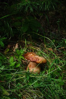 Otların arasına saklanmış büyük bir Boletus edulis buldum. Görüntü, popüler açık hava aktivitesini, geleneksel mantar arayışını ve vahşi doğada mevsimsel hasadı temsil ediyor.