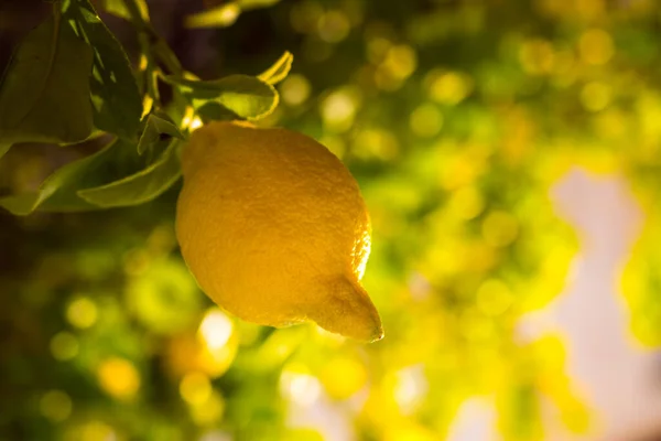 Limão Com Nariz Longo — Fotografia de Stock