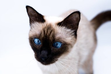 Mavi gözlü kedi.