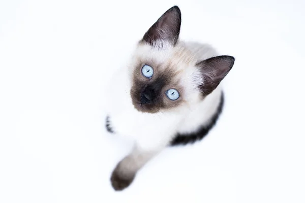 Chaton Aux Yeux Bleus — Photo