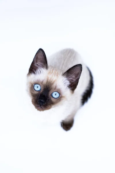 Kitten Met Blauwe Ogen — Stockfoto