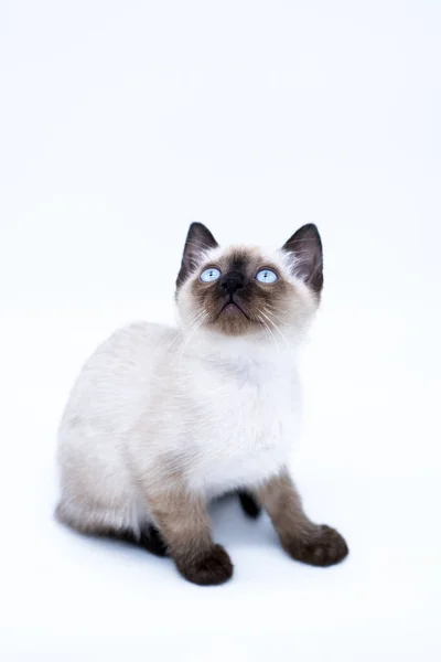 Mavi Gözlü Kedi Yavrusu — Stok fotoğraf