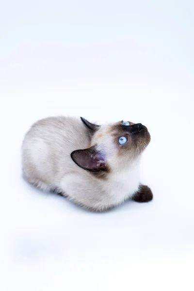 Gatito Con Ojos Azules —  Fotos de Stock
