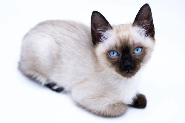 Chaton Aux Yeux Bleus — Photo