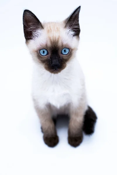 Kitten Met Blauwe Ogen — Stockfoto