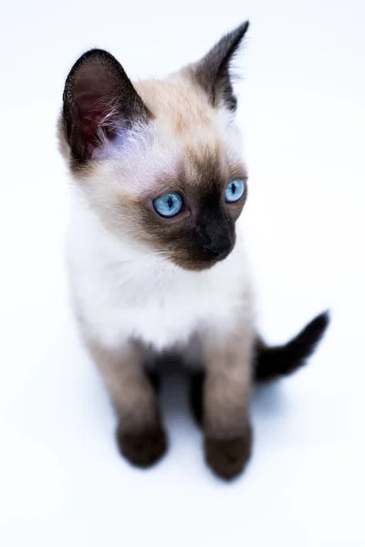 Котёнок Голубыми Глазами — стоковое фото