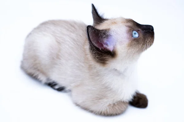 Gatinho Com Olhos Azuis — Fotografia de Stock