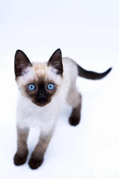 Chaton Aux Yeux Bleus — Photo