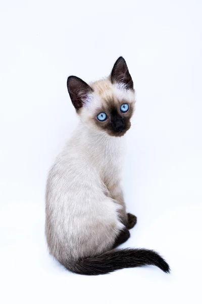 Kitten Met Blauwe Ogen — Stockfoto