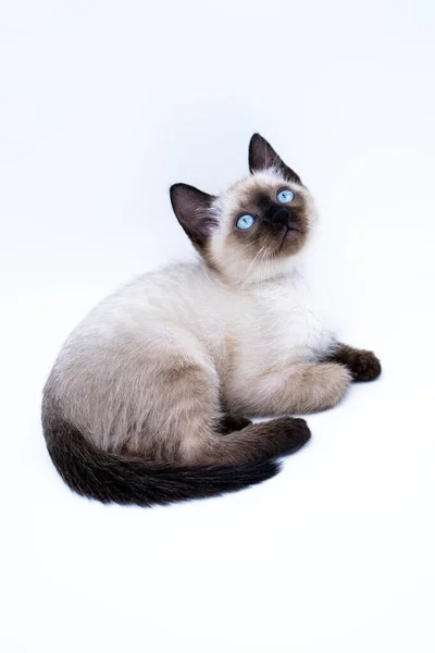 Chaton Aux Yeux Bleus — Photo