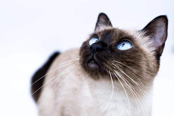 Gato Con Ojos Azules — Foto de Stock