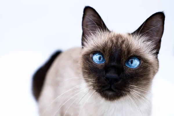 Gato Con Ojos Azules — Foto de Stock