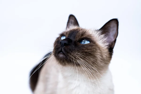 Gato Con Ojos Azules — Foto de Stock