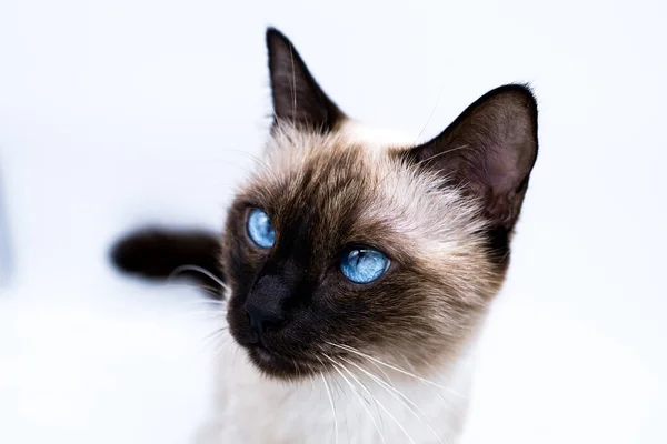 Gato Con Ojos Azules — Foto de Stock