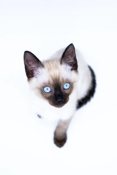 青い目の子猫 ロイヤリティフリーのストック写真
