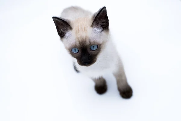 Gatinho Com Olhos Azuis Fotografia De Stock