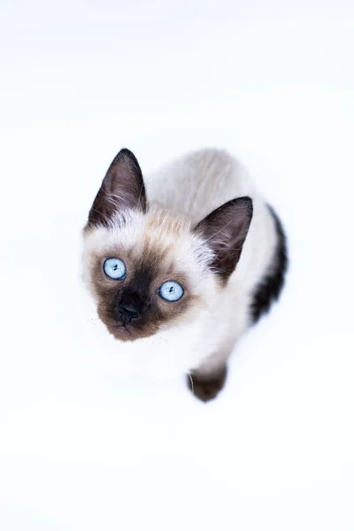 Gatinho Com Olhos Azuis Imagem De Stock