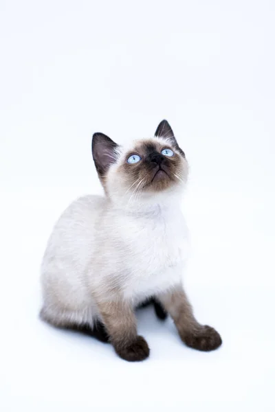 Chaton Aux Yeux Bleus Image En Vente