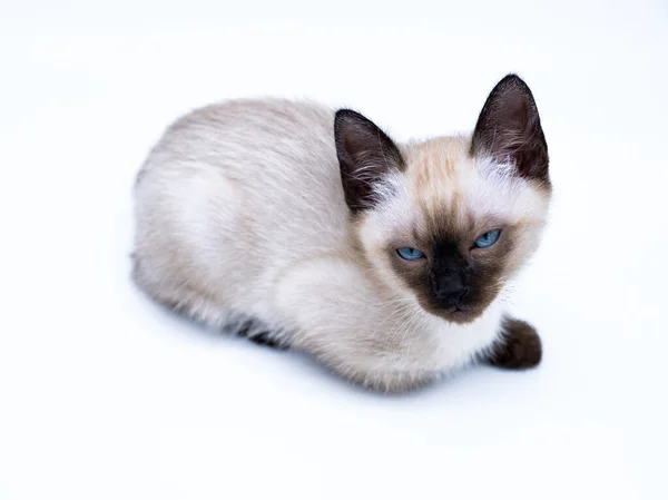 Chaton Aux Yeux Bleus Image En Vente