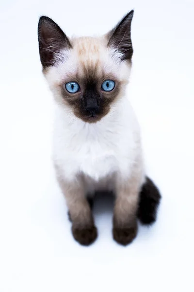 Gatinho Com Olhos Azuis Fotografia De Stock