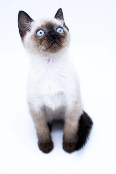 Kitten Met Blauwe Ogen Stockfoto