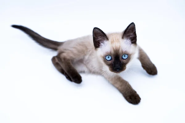 青い目の子猫 ロイヤリティフリーのストック画像