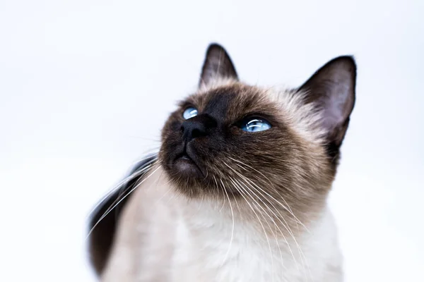 Gato Con Ojos Azules Imagen De Stock