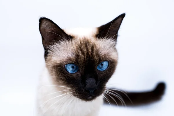Kočka Modrýma Očima Royalty Free Stock Obrázky