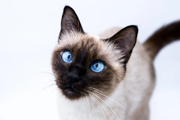 Katze Mit Blauen Augen lizenzfreie Stockbilder