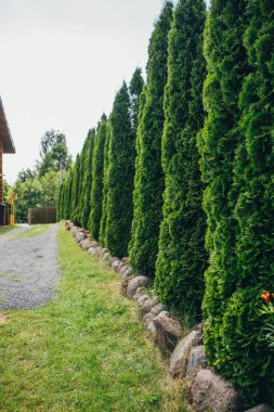 Çit boyunca uzanan yeşil eşkıya duvarı - arka bahçede çit