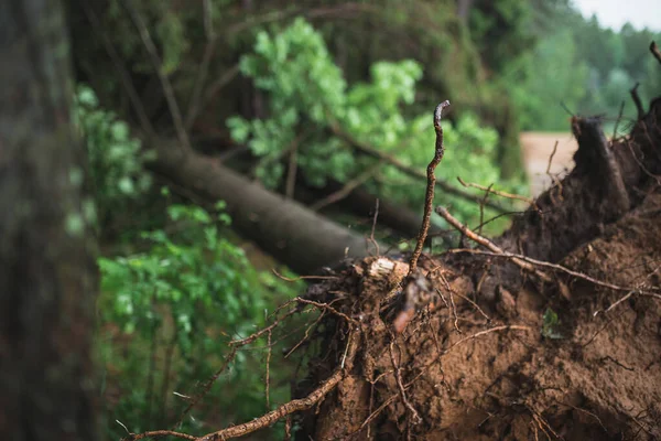 Baumstämme Liegen Nach Tornado Auf Dem Boden Orkanwind Entwurzelt Kiefern — Stockfoto