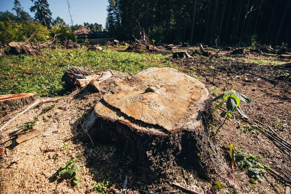 Frisch Gemähter Baumstumpf Auf Einer Waldlichtung Abholzung Bau Einer Autobahn — Stockfoto