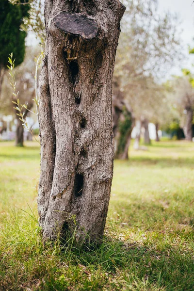 Оливковое Дерево Саду Старый Ствол — стоковое фото