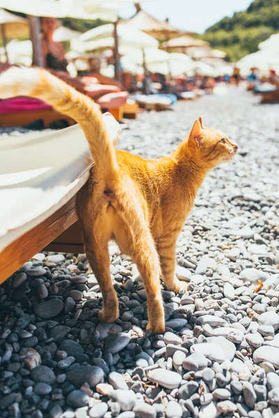 Sıcak bir günde kumsalda kızıl kedi - kuyruk yukarı