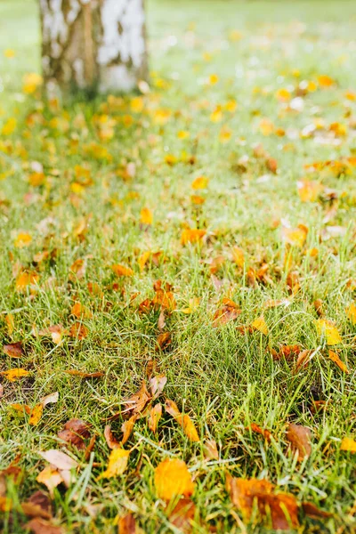 Deciduous Autumn Forest Birch Oaks Close Yellowing Leaves — Stock Photo, Image