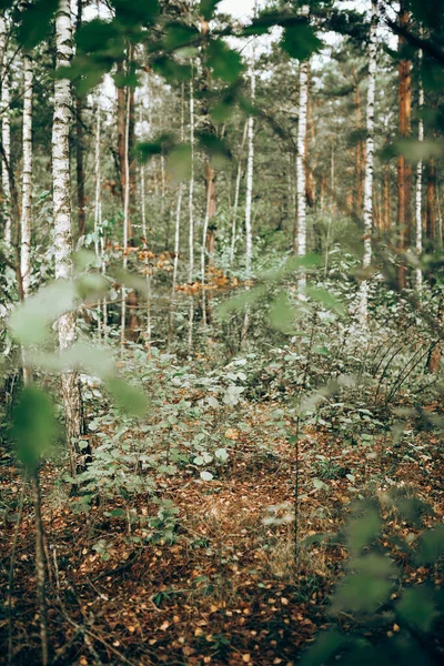 Autumn Forest Rain Yellow Leaves Sad Mood Colors Nature — Stock Photo, Image