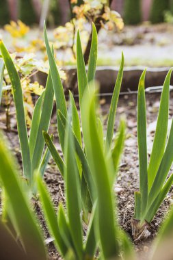 Arka bahçe sebze bahçesi - yataklarda böğürtlen ve sebze - amatör çiftçi