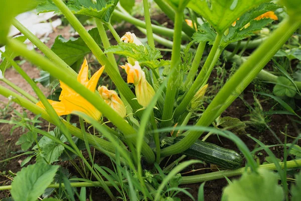 Greenhouse Garden Bed Pub Ripening Zucchini Bloom — Stock Photo, Image