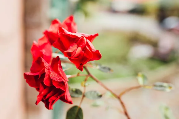 Rose bush near the house in the front garden - red flowers in the garden